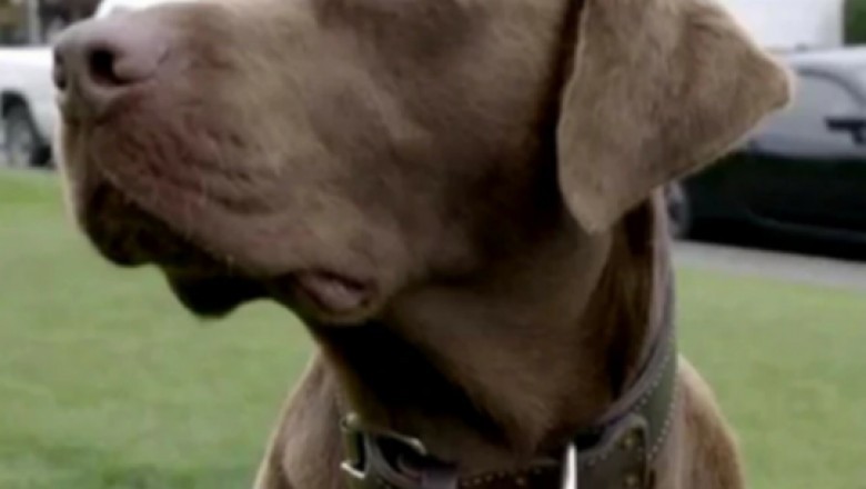 Personalized Dog Owner Gifts