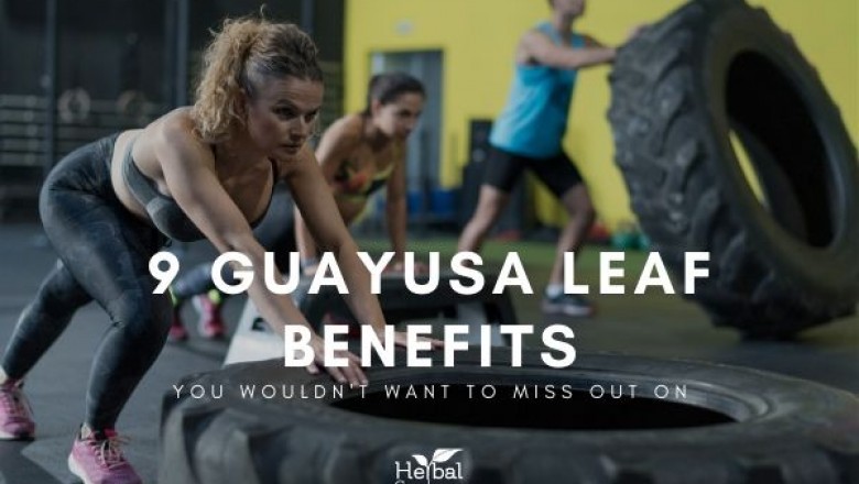 9 IMPRESSIVE HEALTH BENEFITS OF GUAYUSA YOU DIDN'T KNOW | HERBAL GOODNESS