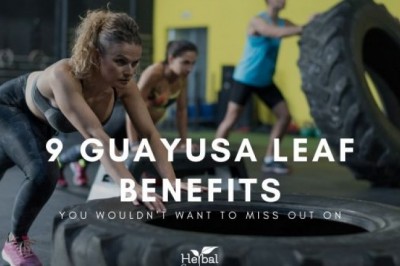 9 IMPRESSIVE HEALTH BENEFITS OF GUAYUSA YOU DIDN'T KNOW | HERBAL GOODNESS