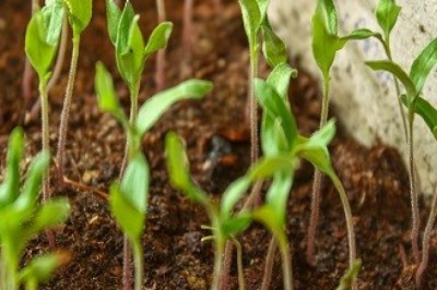 Agricultural Biologicals – An Important Tool for Crop Protection and Production