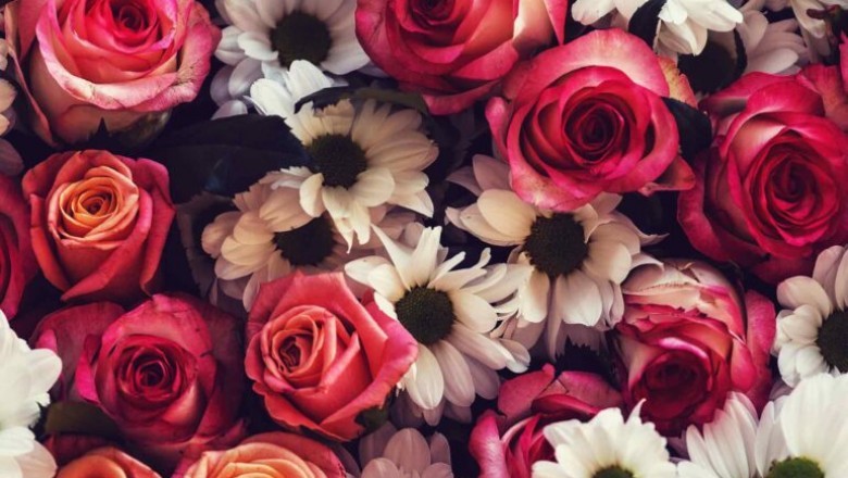 Rose Species, Colours and Significance