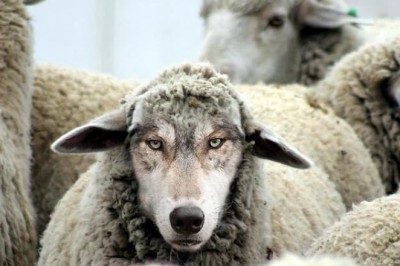 Lithuanian Wolf Dressed in Sheep’s Clothing