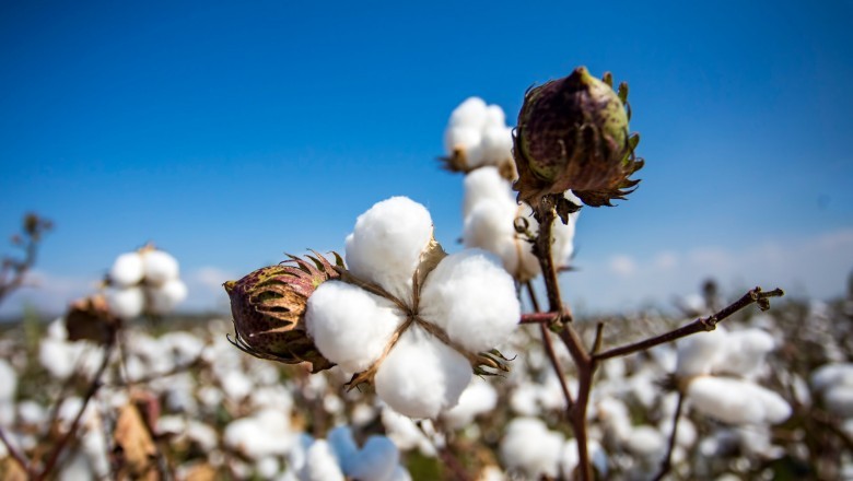 Wholesale Organic Cotton Fabric