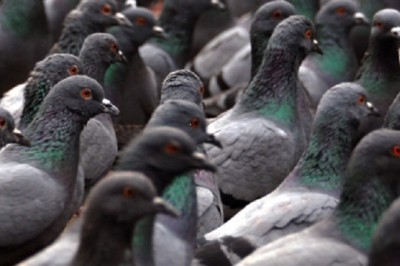 Pest Control Stratford Upon Avon