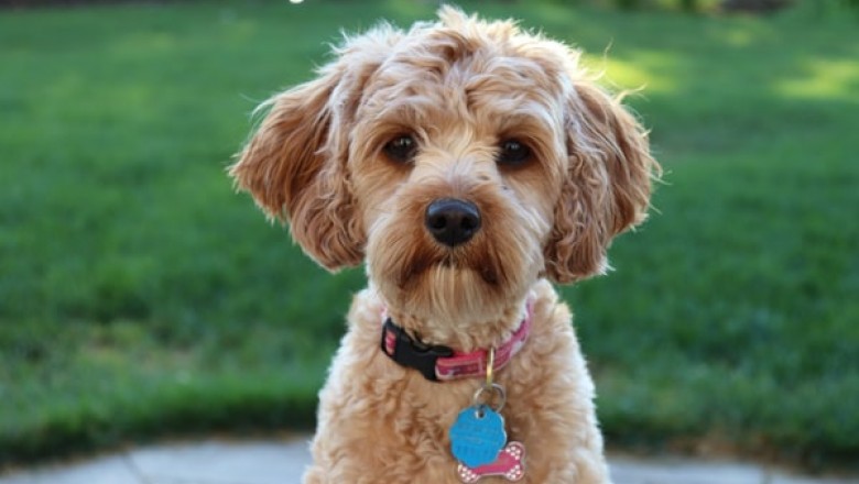 What Makes Meals for Mutts A Wonderful Choice