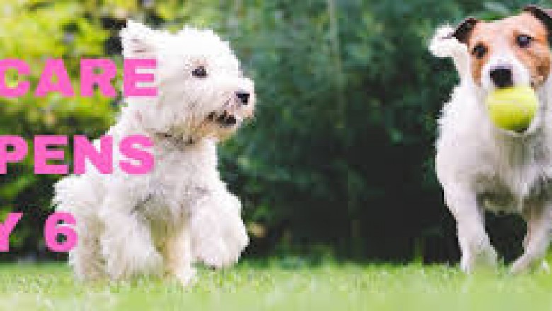 dog boarding near me