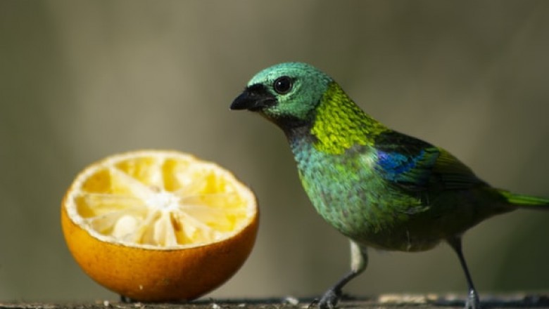 How to Choose Bird Food for Your Avian Friend