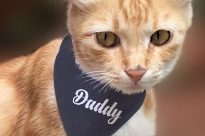 Buy Personalized Cat Bandana Gifts Online India | Customized Gift