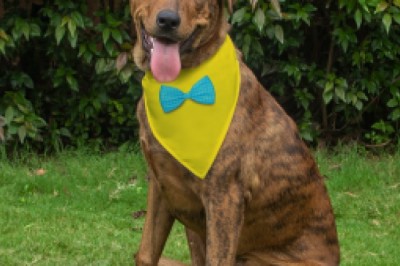 Buy Personalized Dog Bandana Gifts Online India | Customized Gift