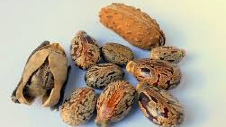 Top Ideas For Castor Oil Market Growth by 2026 !