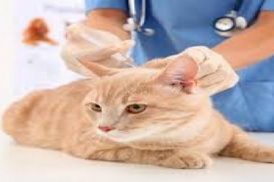 Canada Animal Vaccine Market Trends, Size, Forecast - 2019-2025