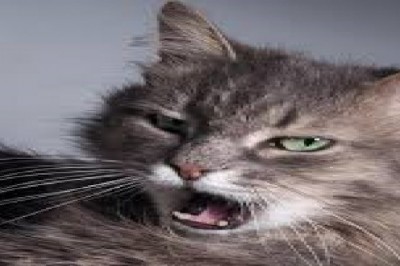 European Animal Vaccine Market Trends, Size, Forecast - 2019-2025