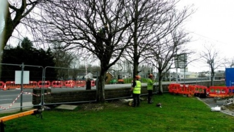 What to Look for in Tree Removal Service Providers