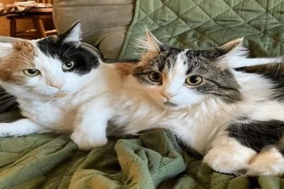 Cat Names - The best way to Pick the top Name For your Cat