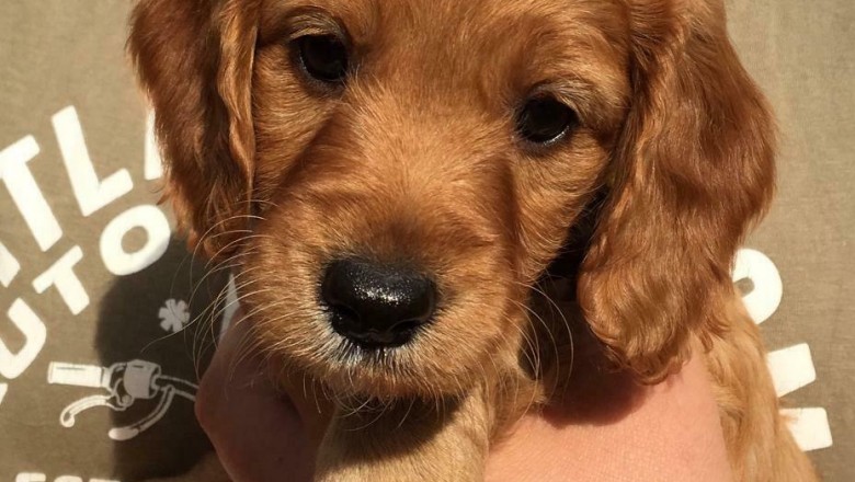 Cockapoo Puppies for sale