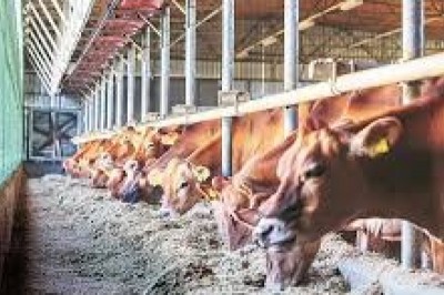 Global Animal Husbandry Market Trends, Size, Forecast - 2019-2025