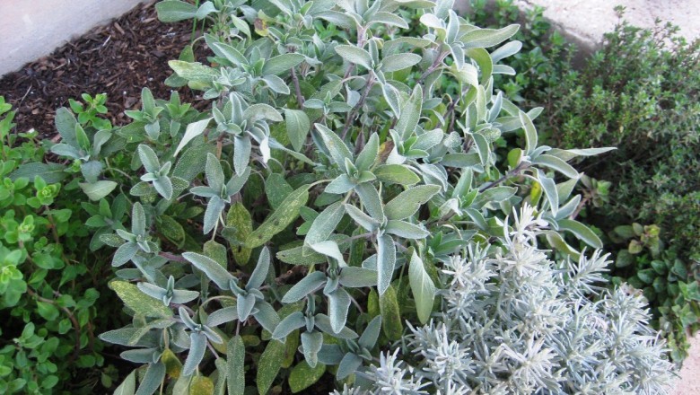 Benefits of White Sage Essential oil
