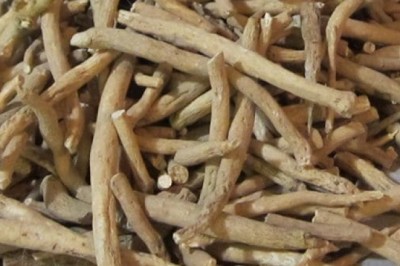 Ashwagandha Extract supplier | Withania Somnifera extract