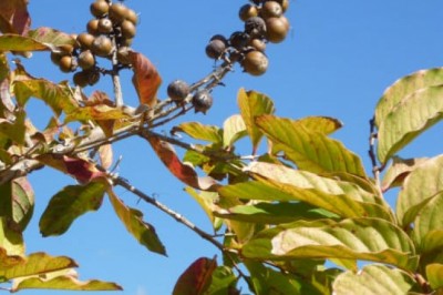 Lagerstroemia Speciosa Extract | Banaba Extract Supplier