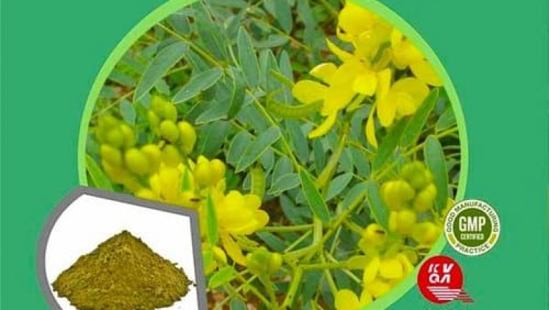 Senna Extract Supplier and Manufacturers - Herbal Creations
