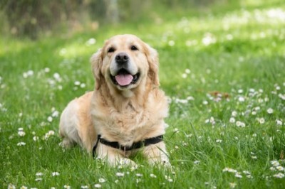 Situations When Should You Use Dog Crates and Cages and When You Shouldn’t!