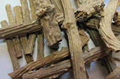 Tinospora cordifolia (Giloy) extract exporter