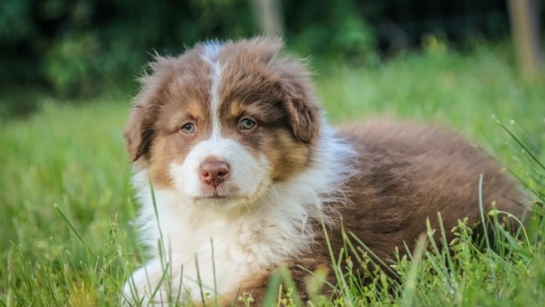 Two Essential Tools like a puppy pen That Any Pet Owner Needs!