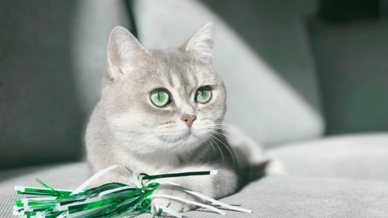 Why Should any Cat Owner Buy a Cat Scratcher?