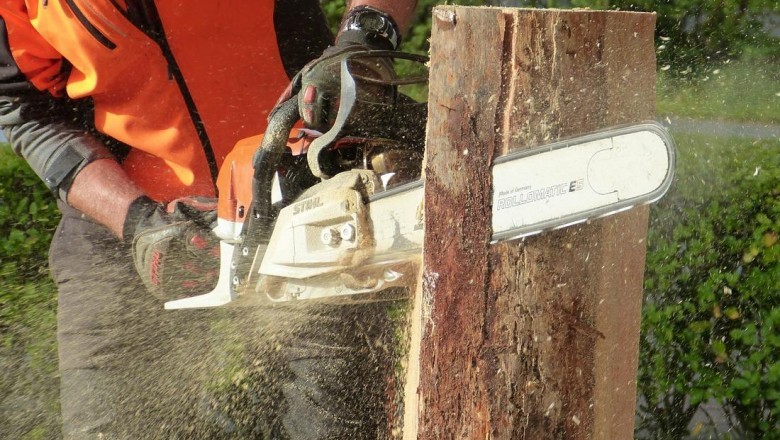 Why People Employ Tree Services