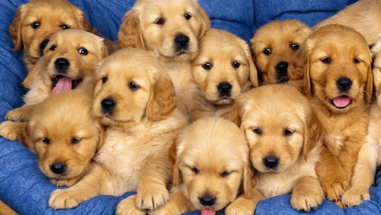 The Ultimate Guide For Training Dog
