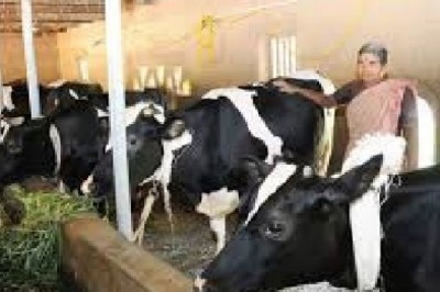 Global Animal Husbandry Market , Size, Forecast - 2019-2025