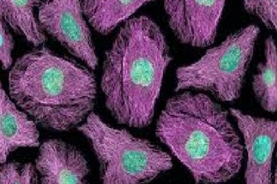Global Live Cell Imaging Market Trends, Size, Share, Forecast - 2019-2025