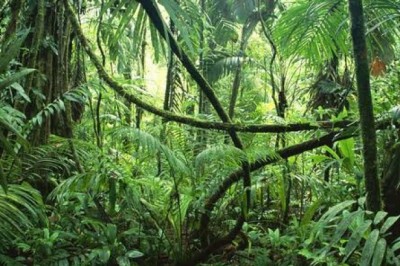 Tropical Rainforest Biome Fig Trees