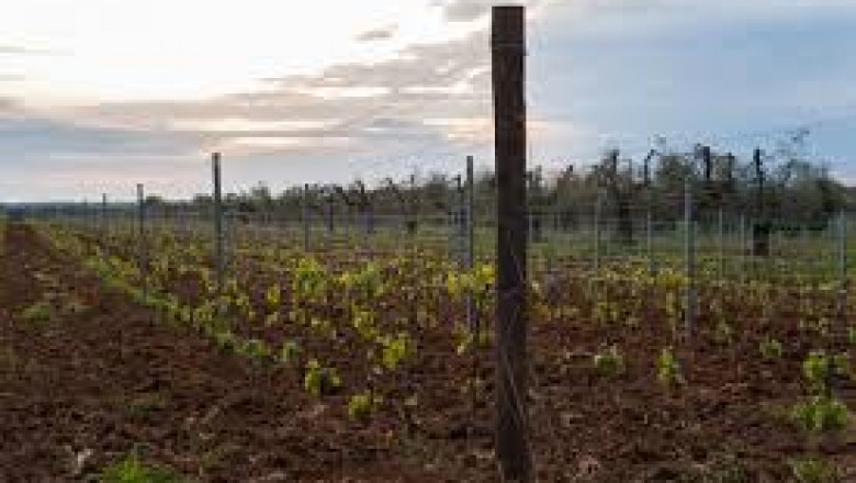 Agritourism Market Size, What Everyone Must Know About in 2020?