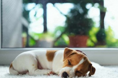 Pest Control - Possess a Clean Plus Pests-Free Surrounding