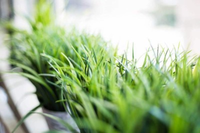 How to Collect Grass Clippings After Mowing?
