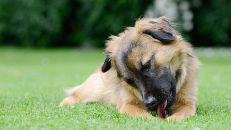 Long Lasting Dog Chews To Keep Your Dog Busy - Cats and Dogs Rock