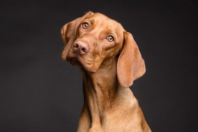 EVERYTHING YOU SHOULD KNOW ABOUT SENIOR DOG CARE