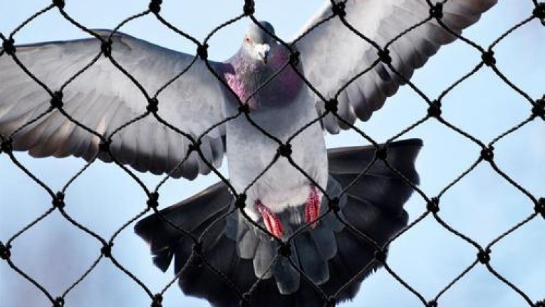Pigeon net supplier in Jaipur
