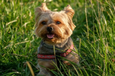 HOW TO STOP PUPPIES FROM BITING