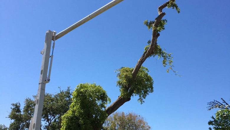 Authentic Tree Service - Affordable Tree Service