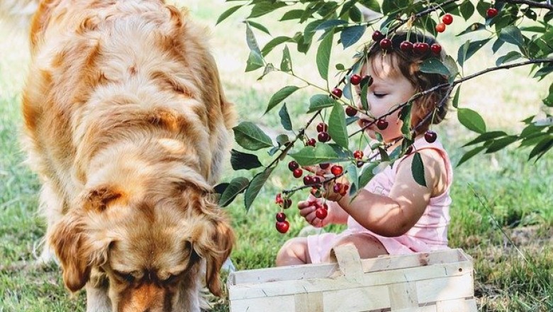 6 Fruits Your Dog can Enjoy with You - Cats and Dogs Rock