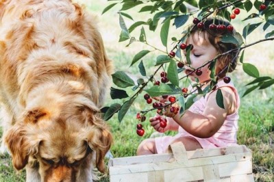 6 Fruits Your Dog can Enjoy with You - Cats and Dogs Rock
