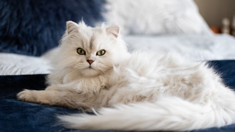 What Are the Pros of Pet Store?