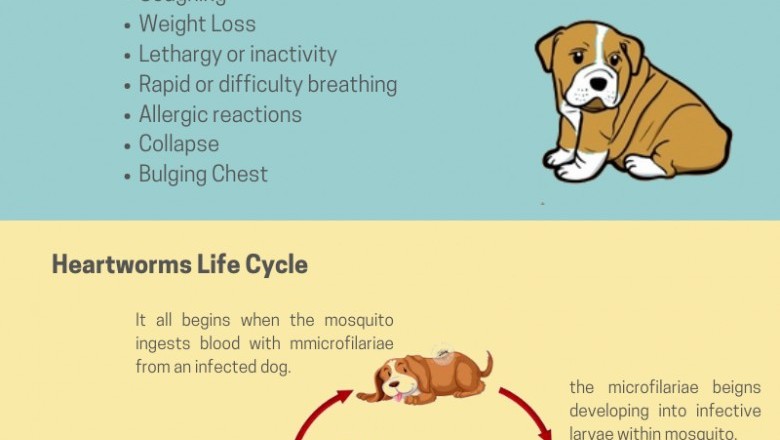Heartworms in Dogs and about Treatments Infographics