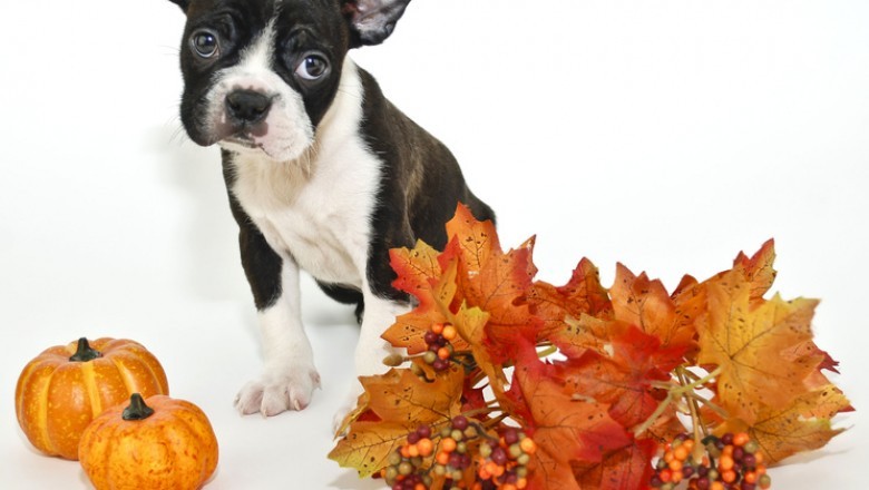 Free Pet Magazine