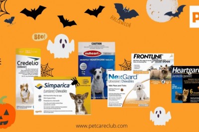 Tips To Keep Your Pets Safe During Halloween