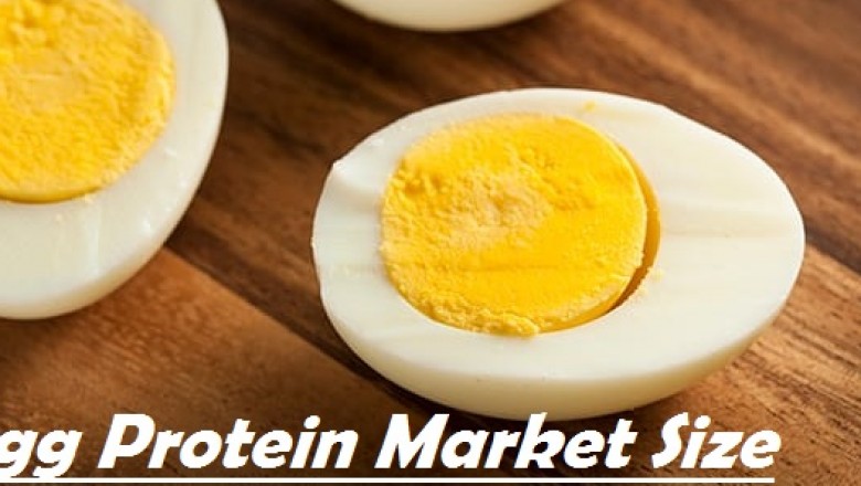 Egg Protein Market Size