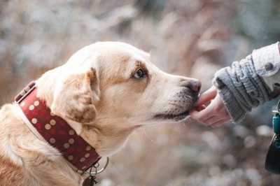 Benefits of Beef Ears for dogs