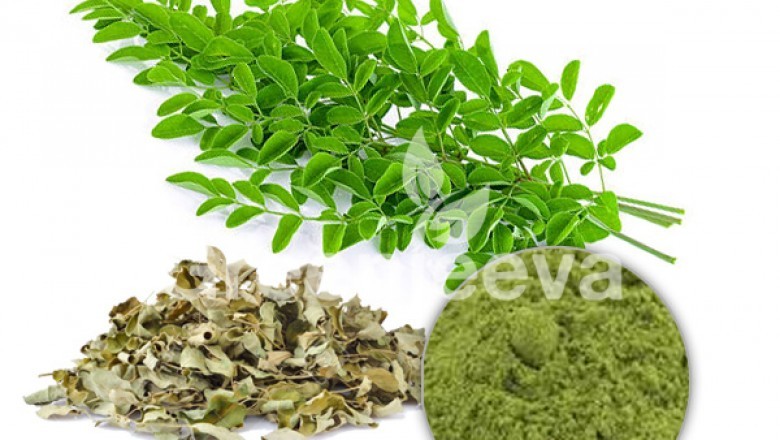 Organic Moringa Leaf Extract Powder